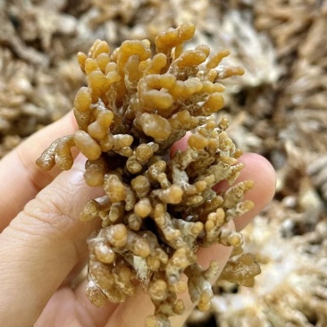 龍爪菇