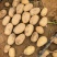 精品土豆大量有货，2-3两，3两通天，欢迎全国客商前来选