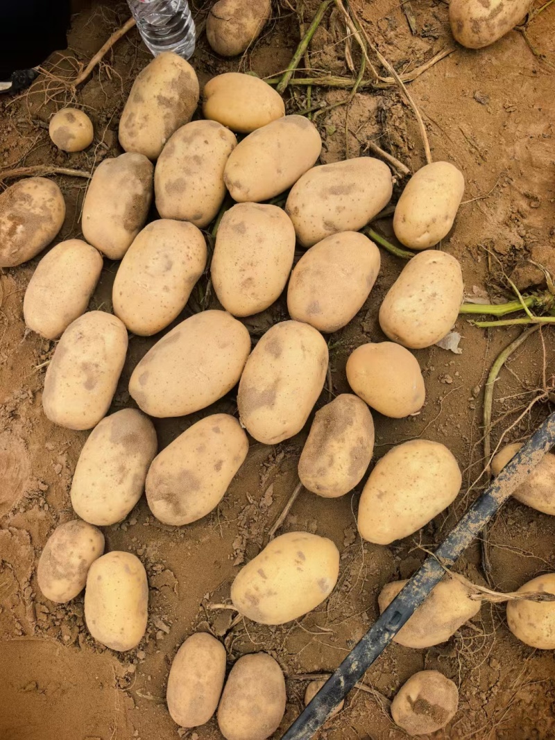 精品土豆大量有货，2-3两，3两通天，欢迎全国客商前来选