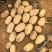 精品土豆大量有货，2-3两，3两通天，欢迎全国客商前来选