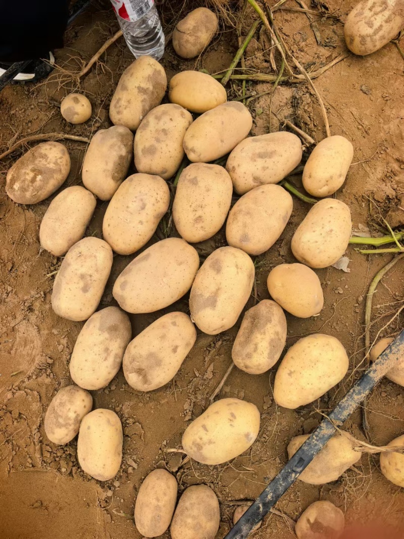 精品土豆大量有货，2-3两，3两通天，欢迎全国客商前来选