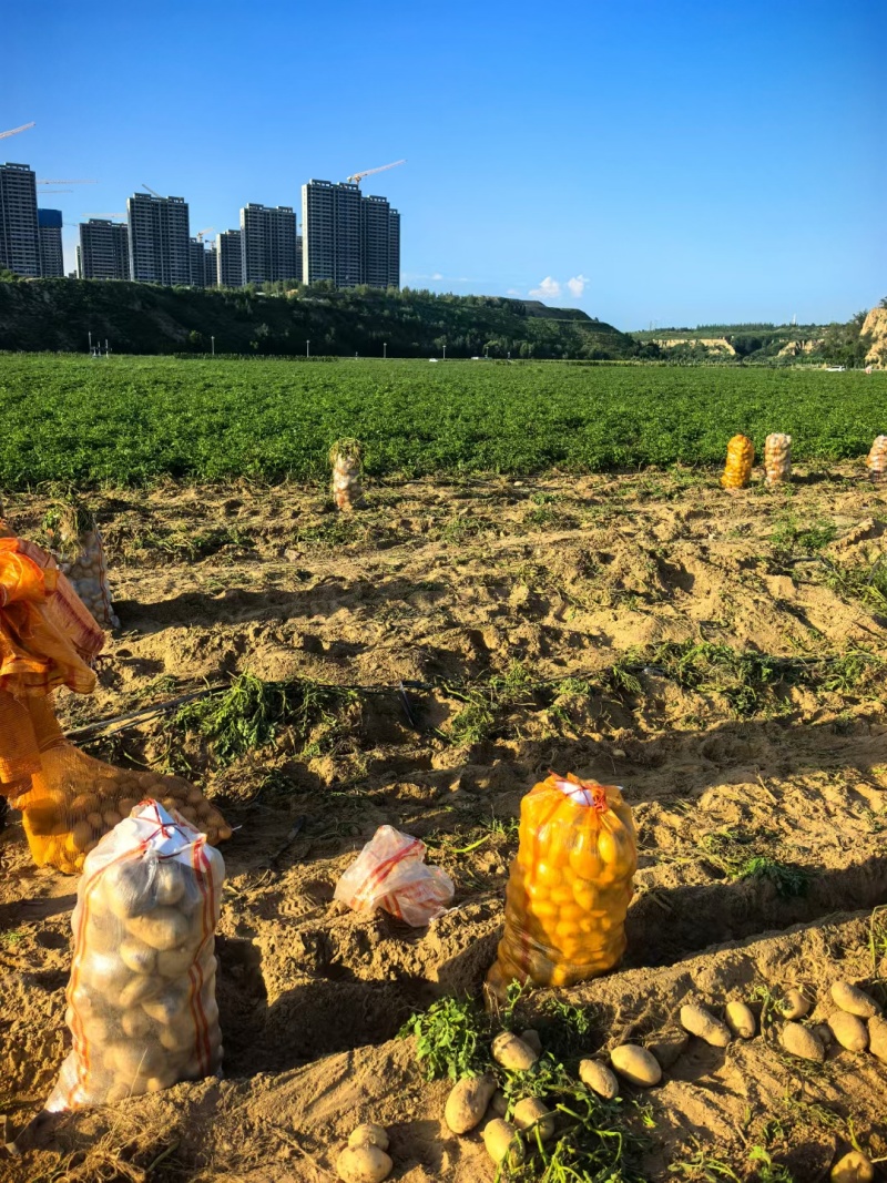 精品土豆大量有货，2-3两，3两通天，欢迎全国客商前来选