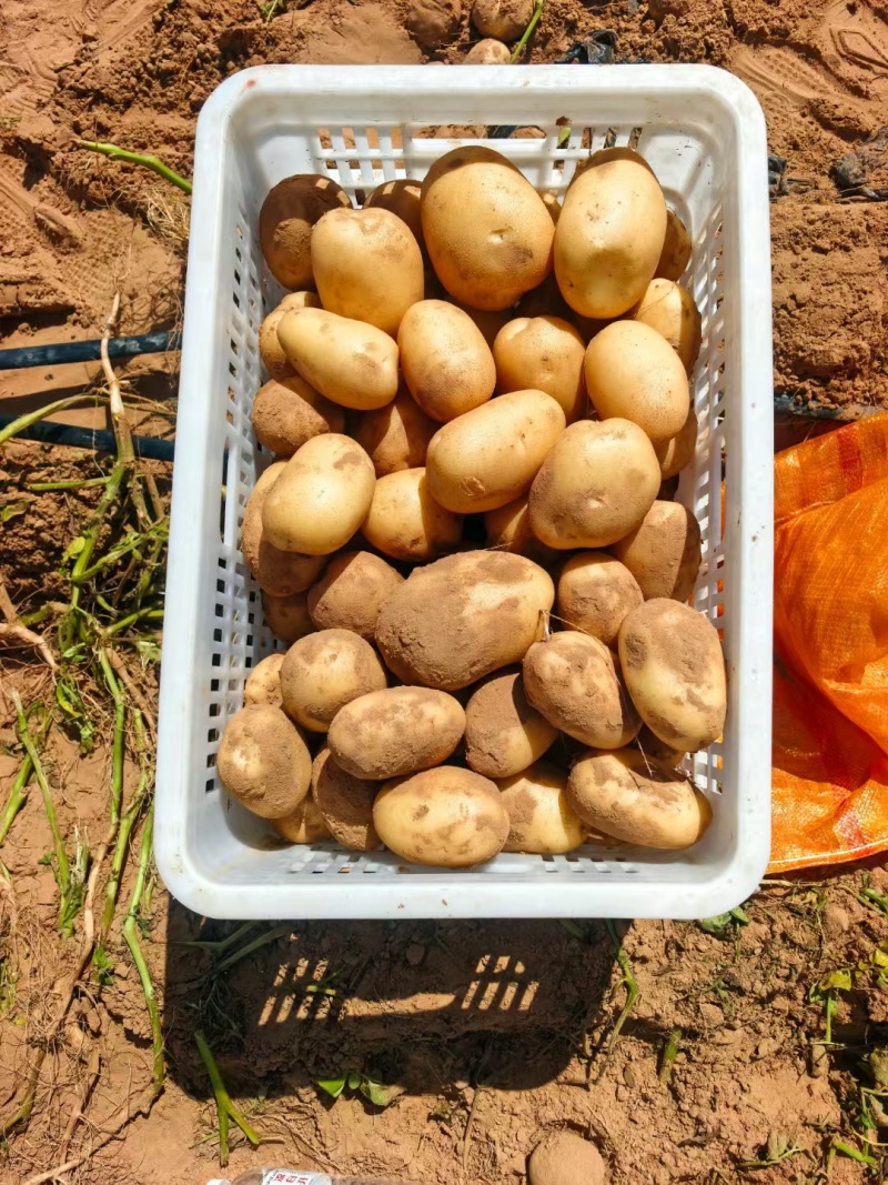 精品土豆大量有货，2-3两，3两通天，欢迎全国客商前来选