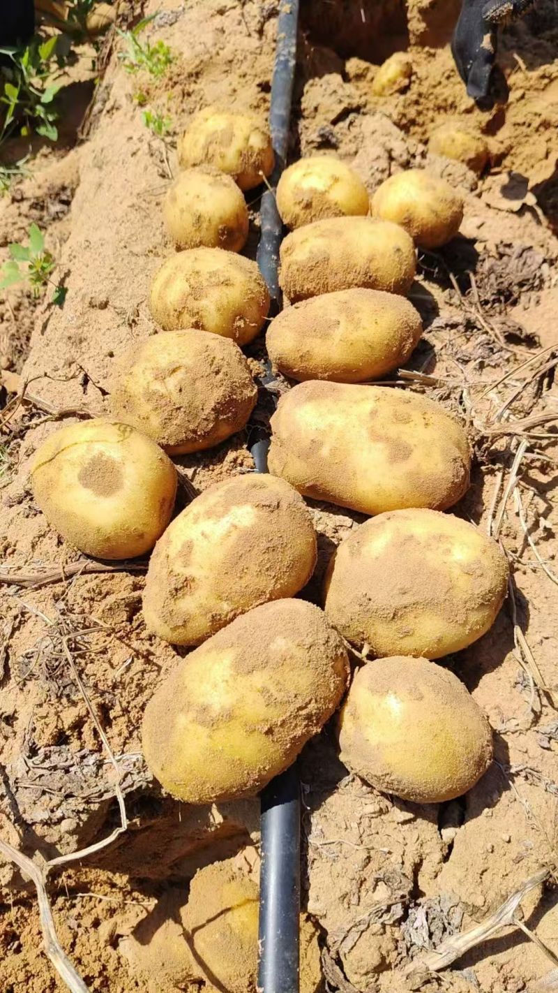 精品土豆大量有货，2-3两，3两通天，欢迎全国客商前来选