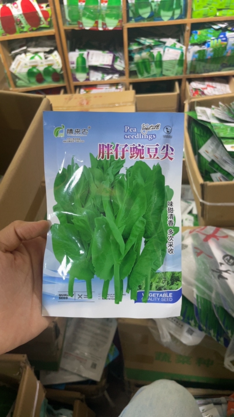 胖仔豌豆尖种子专吃苗味甜而清香茎蔓粗田园蔬菜种子
