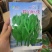 胖仔豌豆尖种子专吃苗味甜而清香茎蔓粗田园蔬菜种子