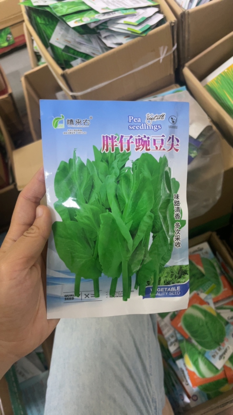 胖仔豌豆尖种子专吃苗味甜而清香茎蔓粗田园蔬菜种子