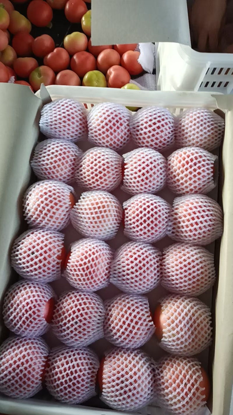 宁夏精品硬粉西红柿产地直发量大从优