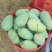 ，芒果四季芒。。。？。。。。。。。。。。。