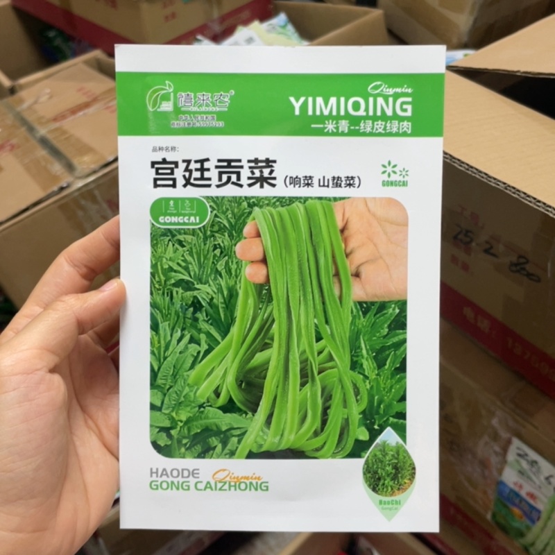 贡菜种子响菜山哲菜种子耐热抗寒苔干菜莴笋种子