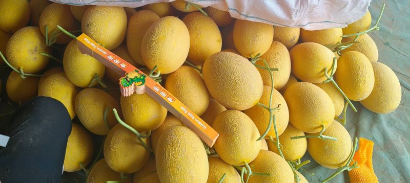 新疆吐鲁番哈密瓜金色年华大量供应档口以出口社区平台。