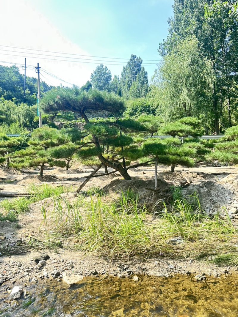 精品北方造型黑松盆景，一代人的坚持，二代人的付出，