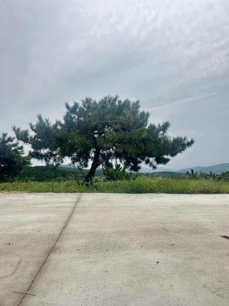 精品北方造型黑松盆景，一代人的坚持，二代人的付出，