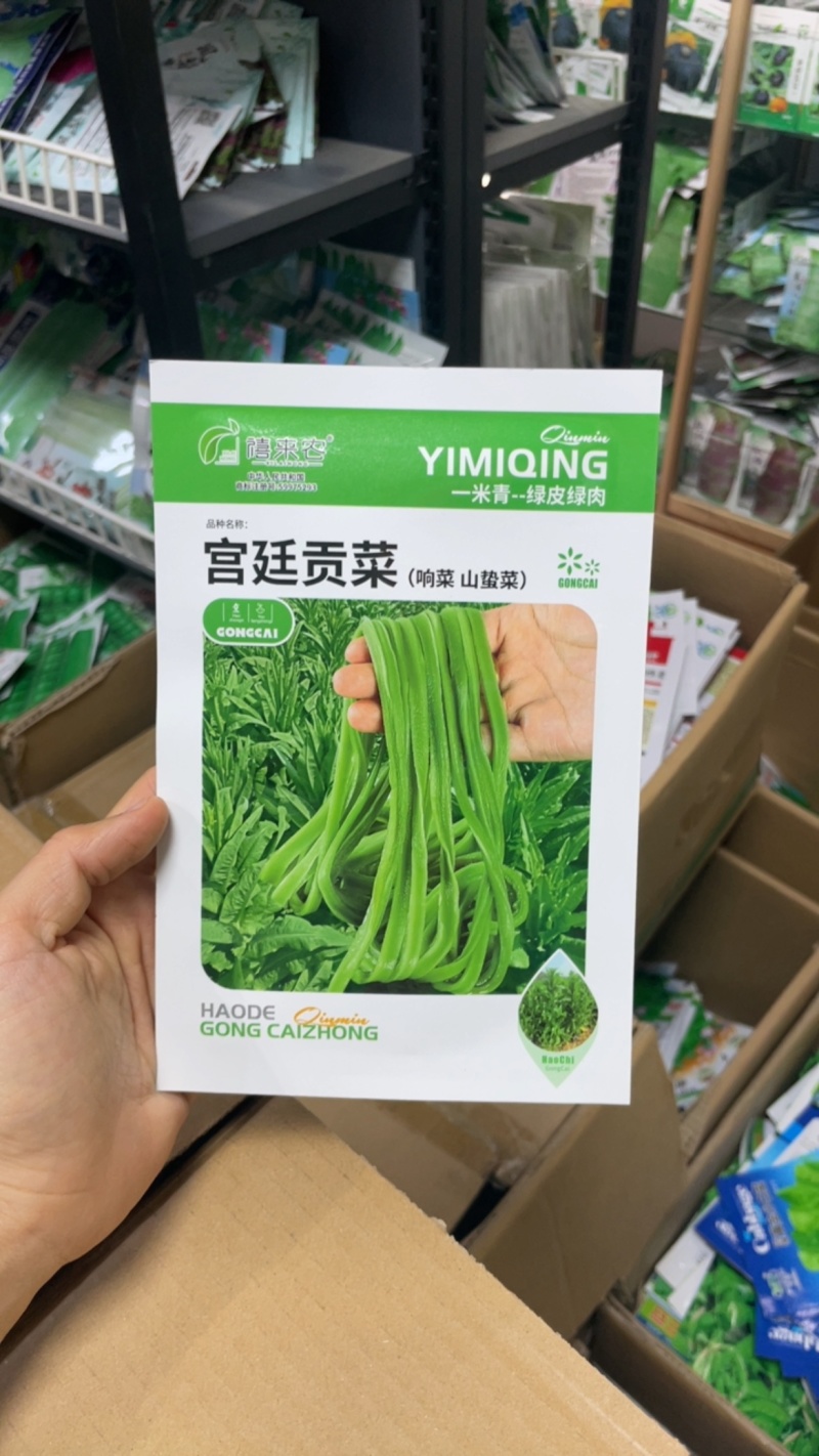 贡菜种子响菜山哲菜种子耐热抗寒苔干菜莴笋种子