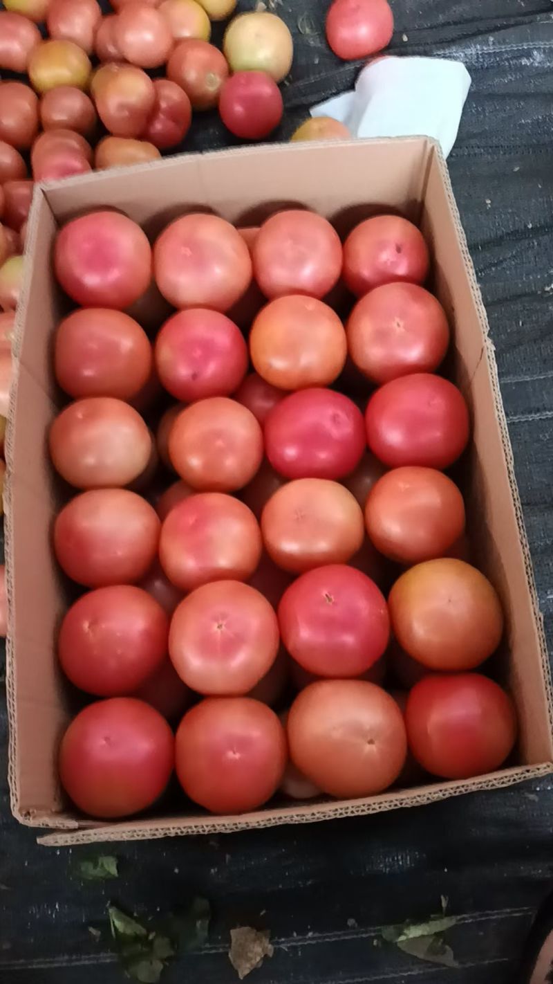 宁夏精品硬粉西红柿产地直发量大从优