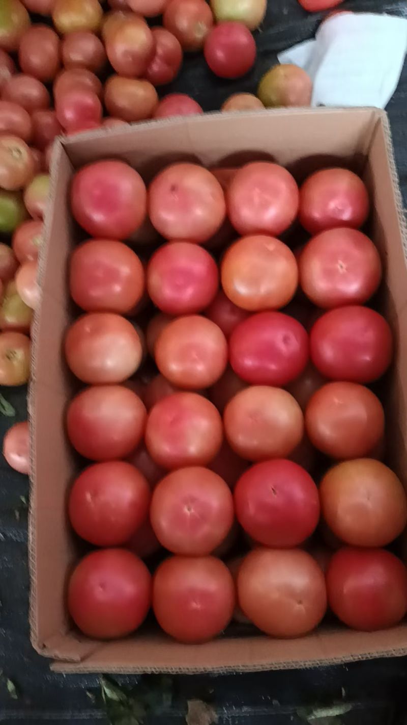 宁夏精品硬粉西红柿产地直发量大从优
