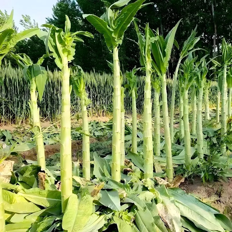 贡菜种子响菜山哲菜种子耐热抗寒苔干菜莴笋种子