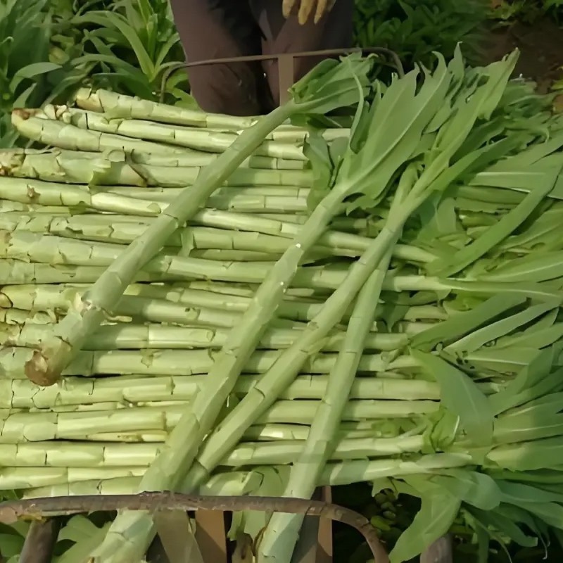 贡菜种子响菜山哲菜种子耐热抗寒苔干菜莴笋种子