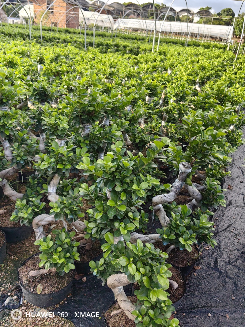 福建漳州榕树盆景s弯榕树盆景/基地直发/量大从优诚信经营