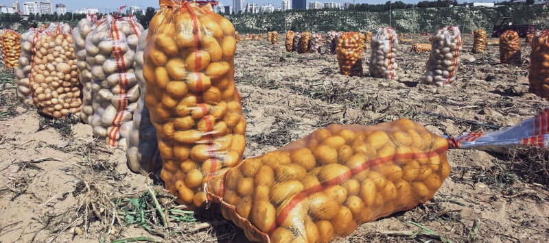 土豆（降价了）榆林三优沃土大量供应，品质保证，视频看货