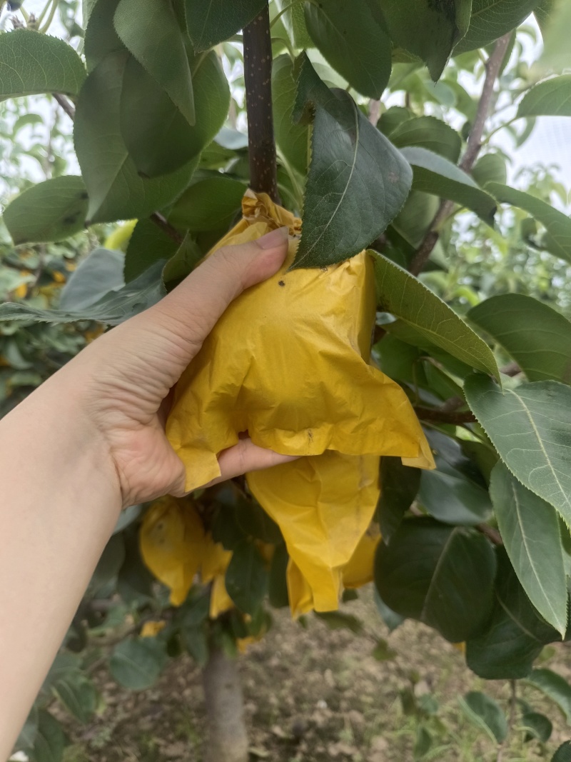 河南许昌黄金梨，爽脆无渣，自然成熟，