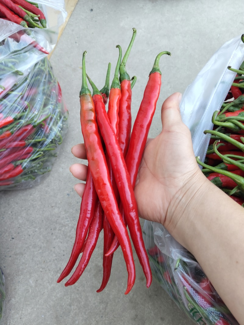 四川精品红二荆条