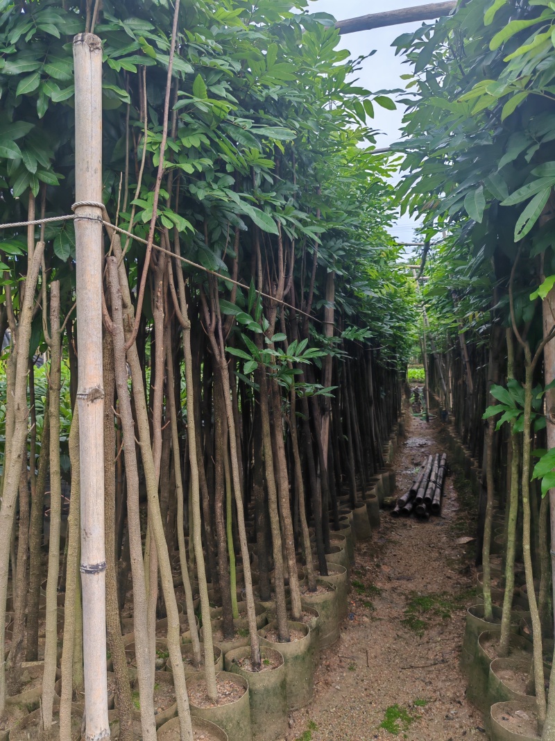 龙眼苗1-3公分，高度2米以上袋苗，有量