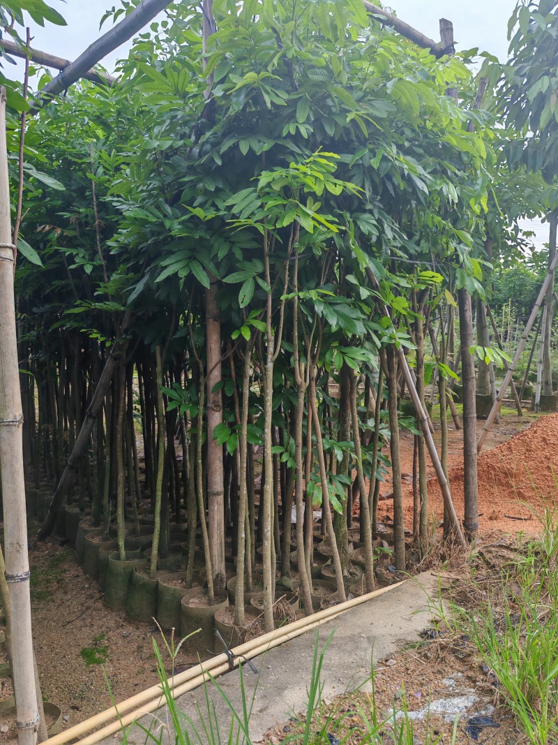 龙眼苗1-3公分，高度2米以上袋苗，有量