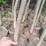 龙眼苗1-3公分，高度2米以上袋苗，有量