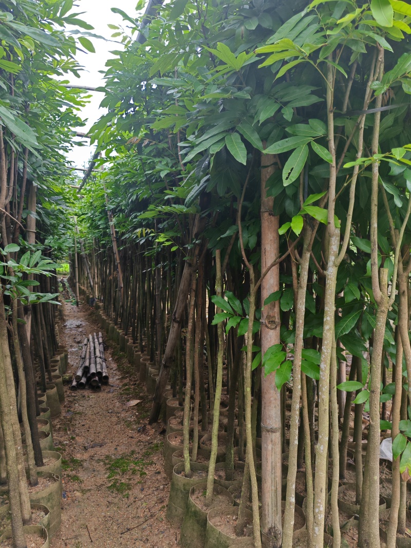龙眼苗1-3公分，高度2米以上袋苗，有量