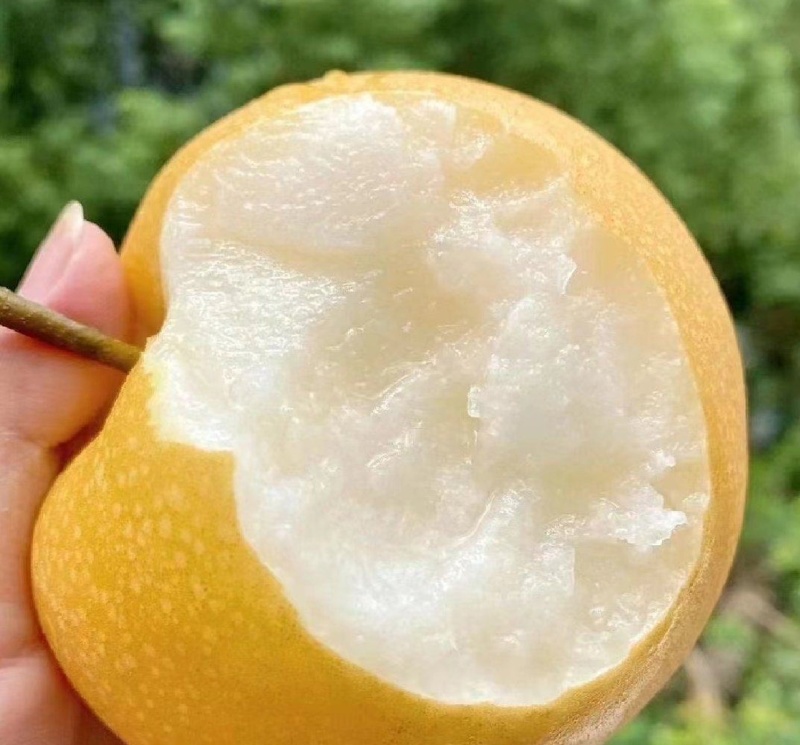 推荐山东平度秋月梨产地直供货源充足量大从