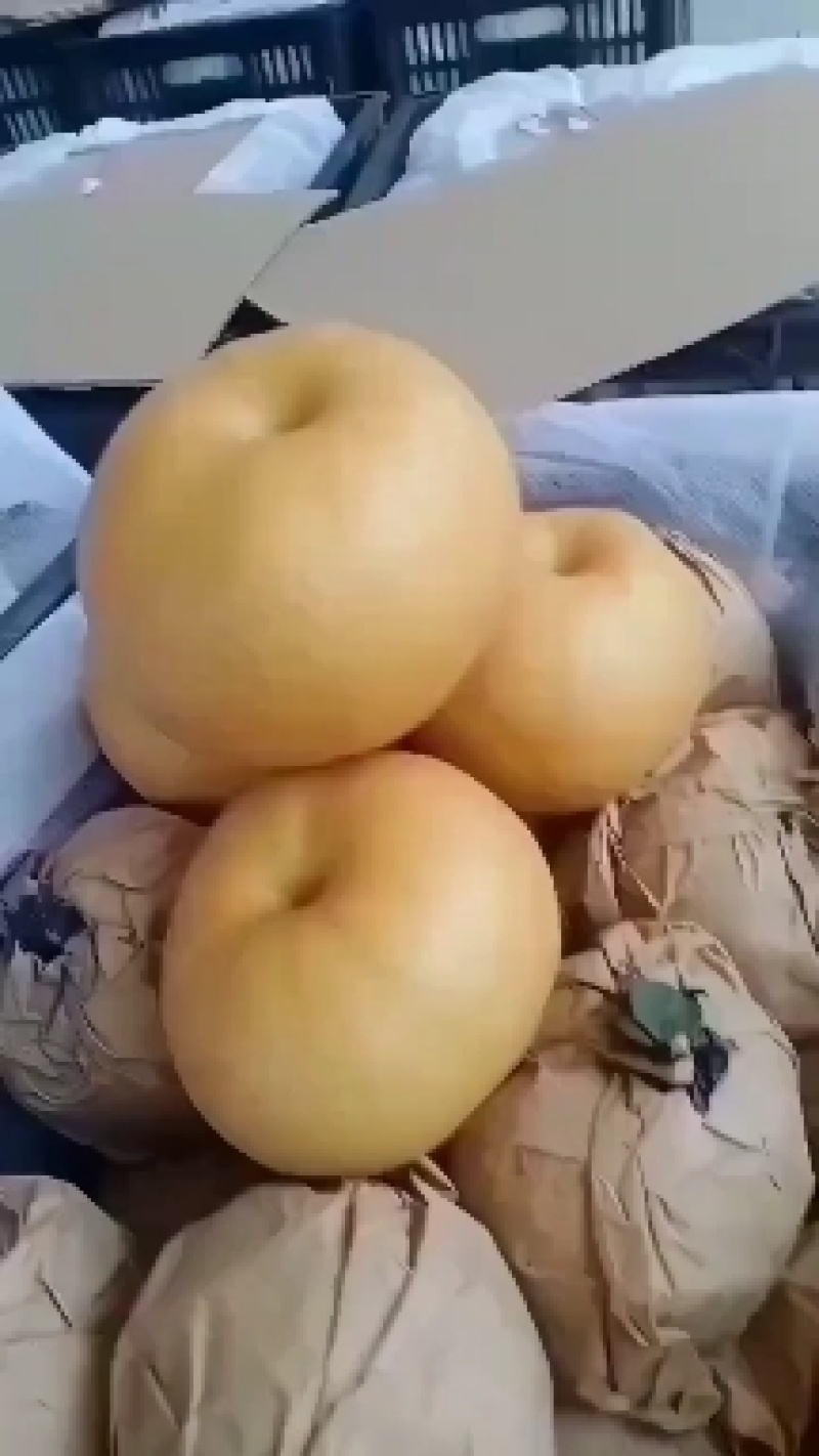 秋月梨