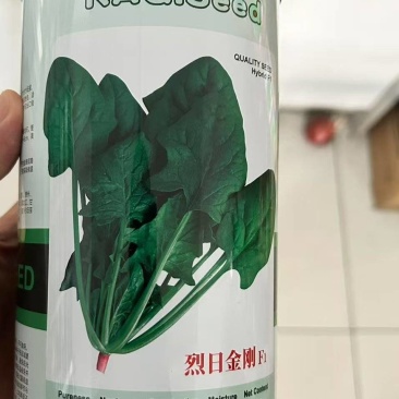 菠菜种子春秋菠菜种子叶片宽大肥厚耐寒耐热菠菜种子