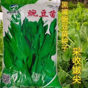 豌豆尖种子豌豆苗大黑眉黑芽豌豆黑嘴豌豆非无须吃豆苗种