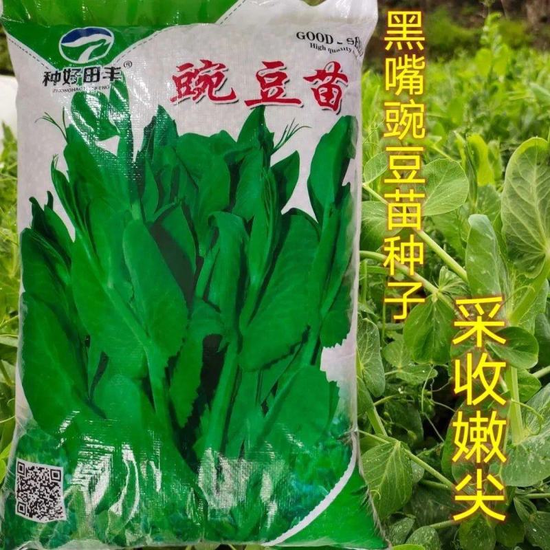 豌豆尖种子豌豆苗大黑眉黑芽豌豆黑嘴豌豆非无须吃豆苗种