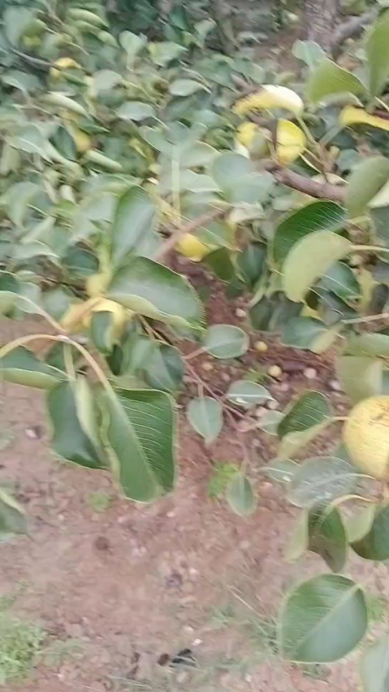 酥梨