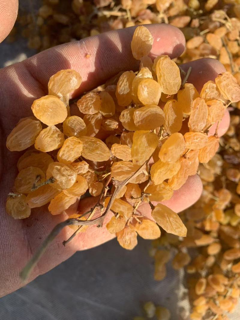 新疆吐鲁番红提干，红葡萄干支持全国代发