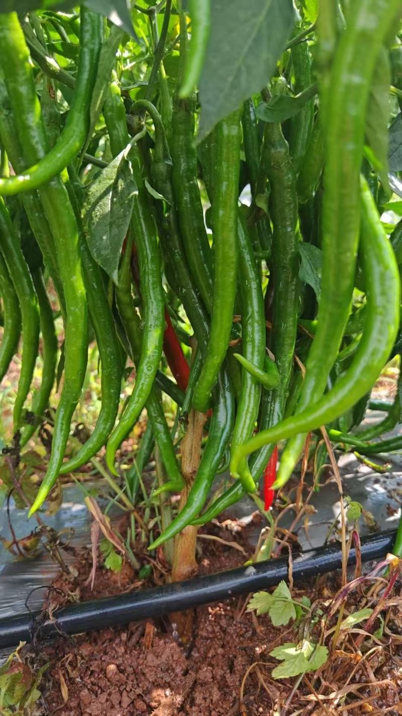 新鲜二荆条