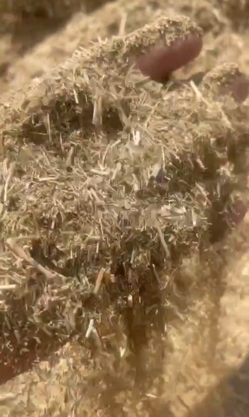 阿克苏的孜然杆子孜然秸秆厂家直供量大从优欢迎联系