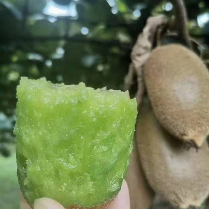 米量一号绿心猕猴桃，黄心G3