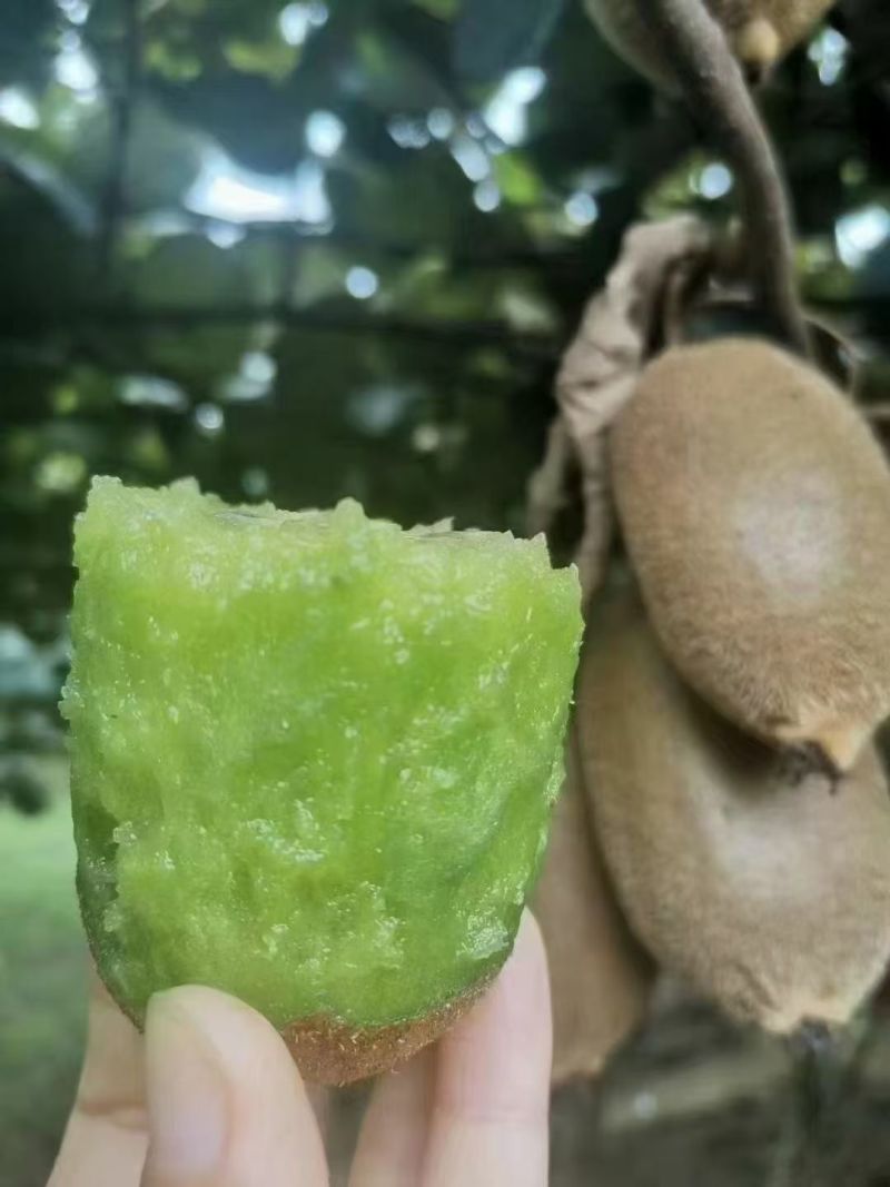 米量一号绿心猕猴桃，黄心G3