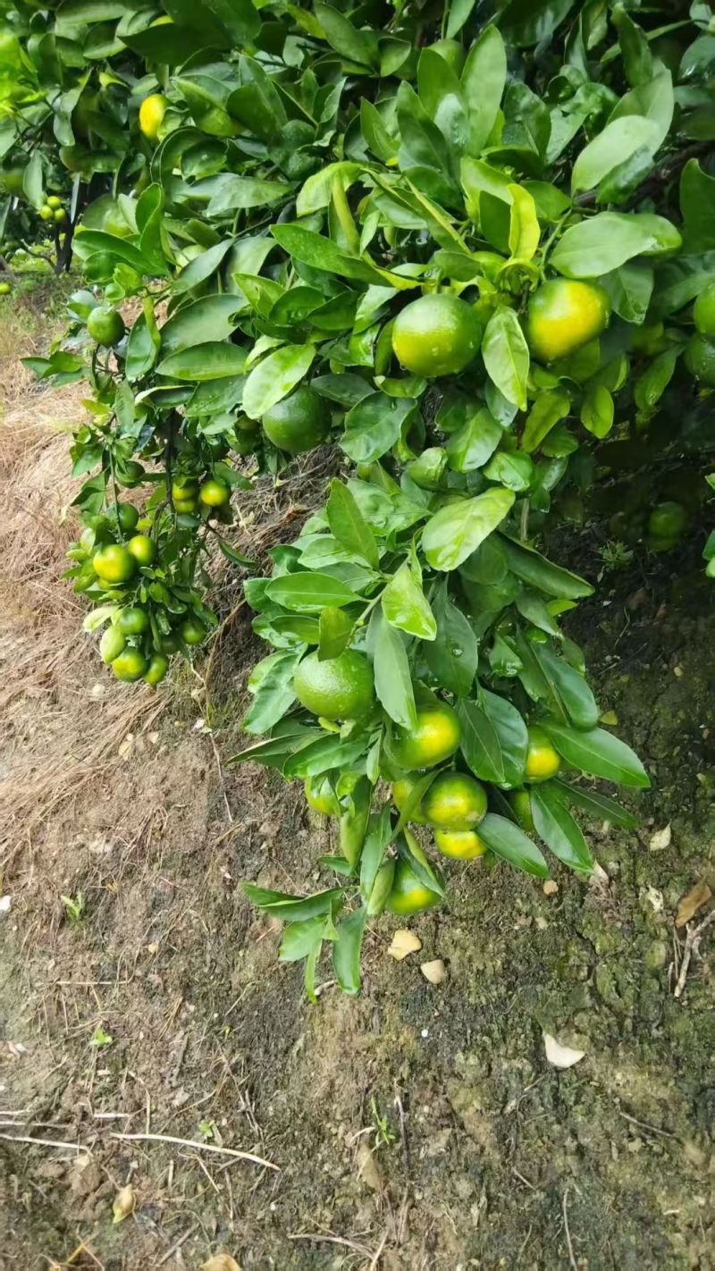 云南高原蜜橘大量上市，欢迎合作