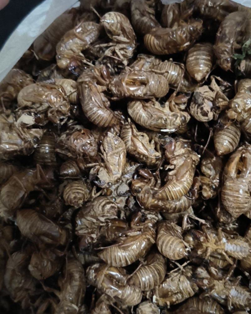 蝉蜕原产地供应保质保量全国发货让您的选择物超所值
