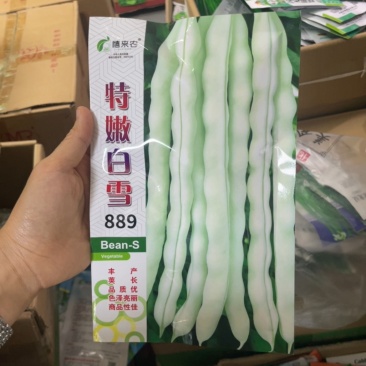 特嫩白雪老来少架豆种子白不老嫩荚白色豆荚圆棍形