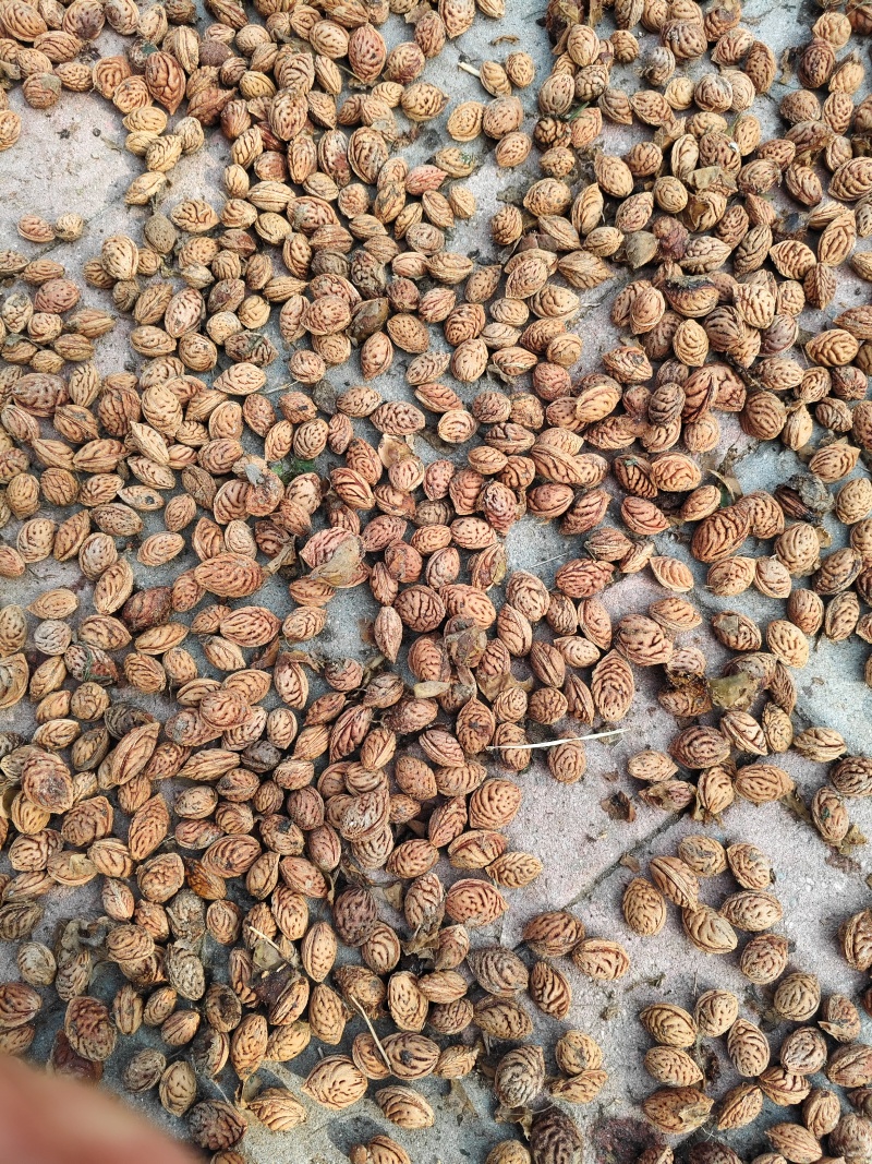 药材