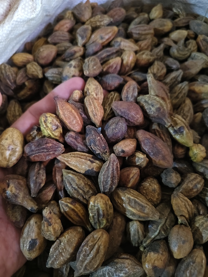 诃子各种规格齐全诃子肉批发零售量大优惠
