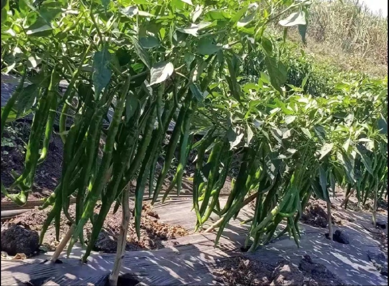 【人气推荐】青线椒高山8号线椒线椒基地一手货