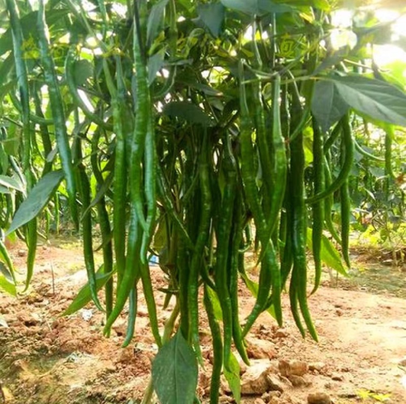 【人气推荐】青线椒高山8号线椒线椒基地一手货