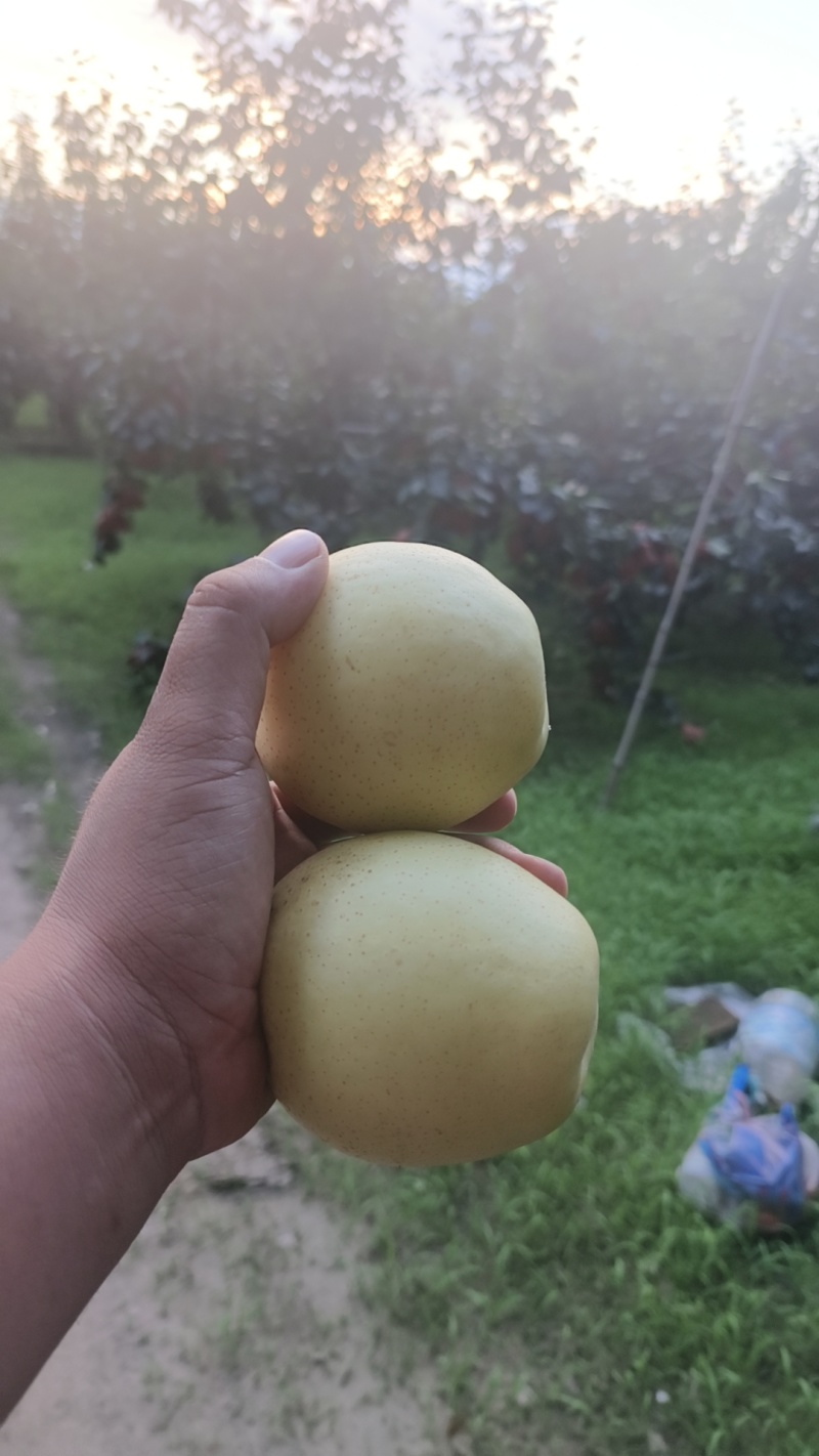 自产自销皇冠梨