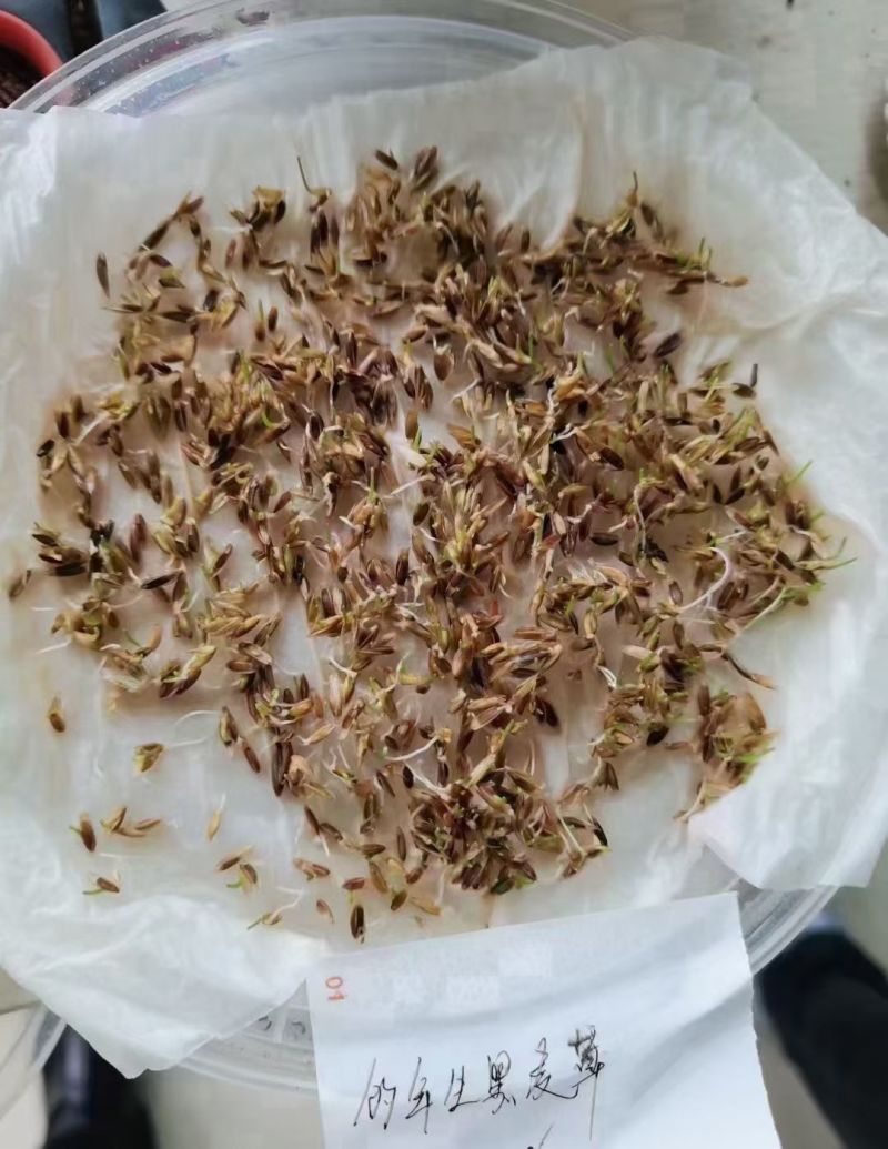黑麦草进口草籽厂家一手货源批发价品质保证欢迎联系合作